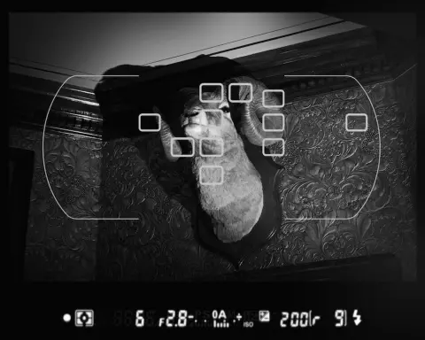 Still Life with Thanatotic Animals — silver gelatine on fibre - 28x35", 2008 (5 of 9)